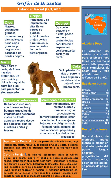 Fotos de Grifon de Bruselas y Estandar Racial AKC
