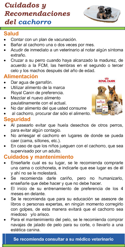 Cuidados y recomendaciones del cachorro