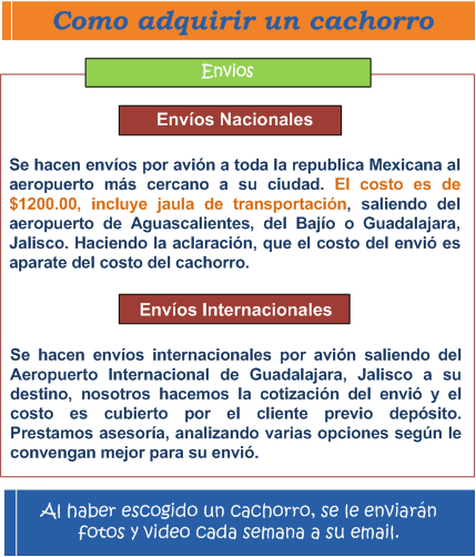 Se muestra informaci�n de los env�os de cachorros a sus destinos