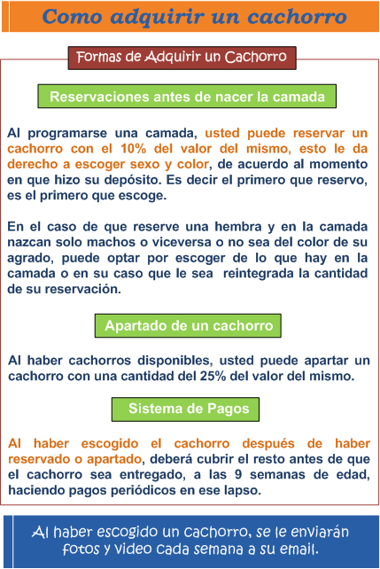 Formas de adquirir un cachorro