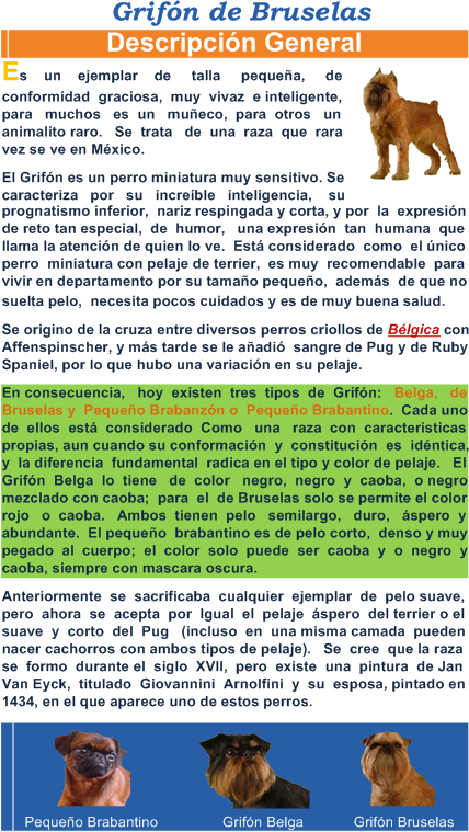 imagen de la Descricion del Grifon de Bruselas