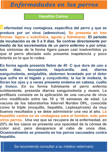Informacion de la enfermedad Hepatitis en los perros