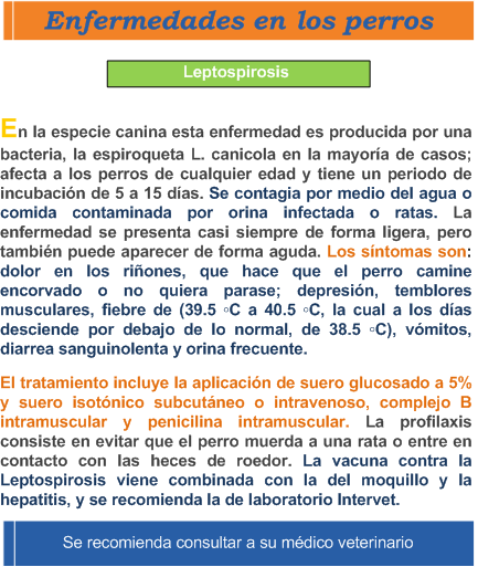 Se muestra informacion de la enfermedad de perros leptospirosis