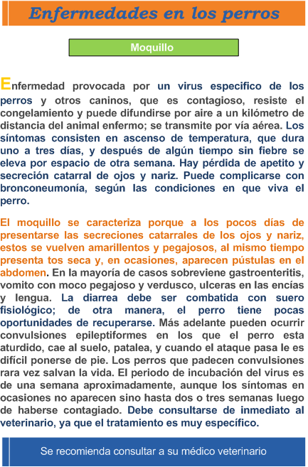 Informacion de la enfermedad de perros moquillo