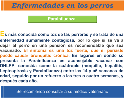 Informacion de la enfermedad de perros parainfluenza