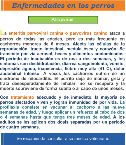 Informacion de la enfermedad de perros parvovirus